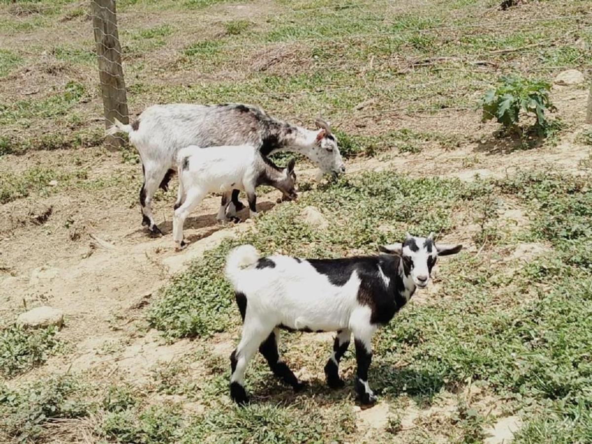 Hotel Fazenda Ararita Porto Feliz Luaran gambar